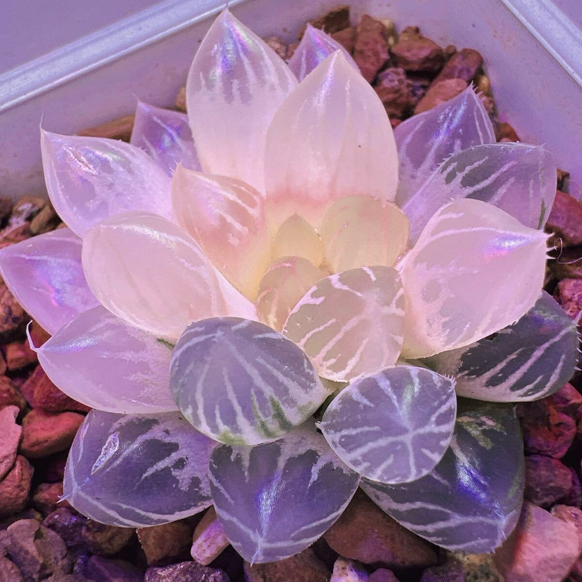 多肉植物 ハオルチア 竜爪オブツーサ錦 糊斑 自家繁殖(サボテン 多肉植物 ハオルチア 竜爪オブツーサ錦 糊斑 自家繁殖(サボテン