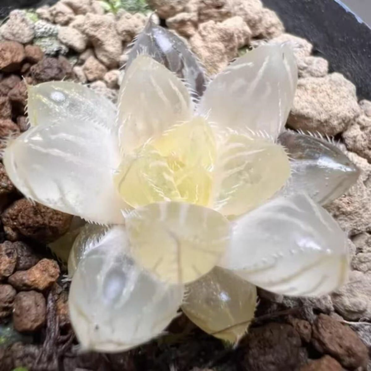 多肉植物 ハオルチア 秋祭りオブツーサ錦 糊斑 自家繁殖 多肉植物 ハオルチア 秋祭りオブツーサ錦 糊斑 自家繁殖