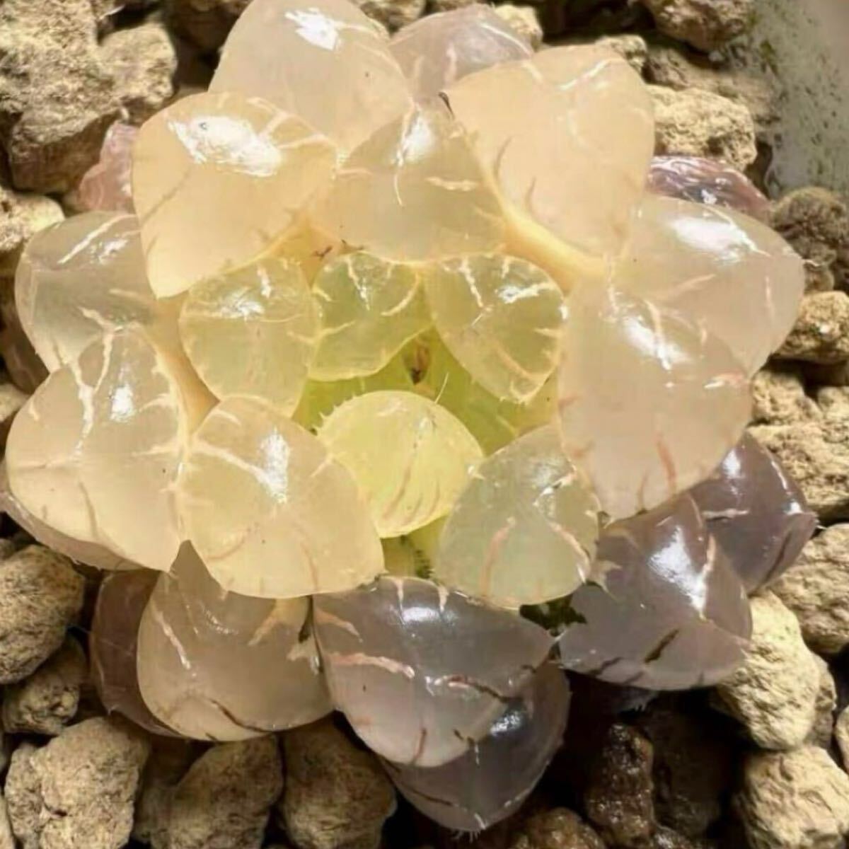 多肉植物 ハオルチア ドドソン紫オブツーサ錦 糊斑 透明窓 多肉植物 ハオルチア ドドソン紫オブツーサ錦 糊斑 透明窓