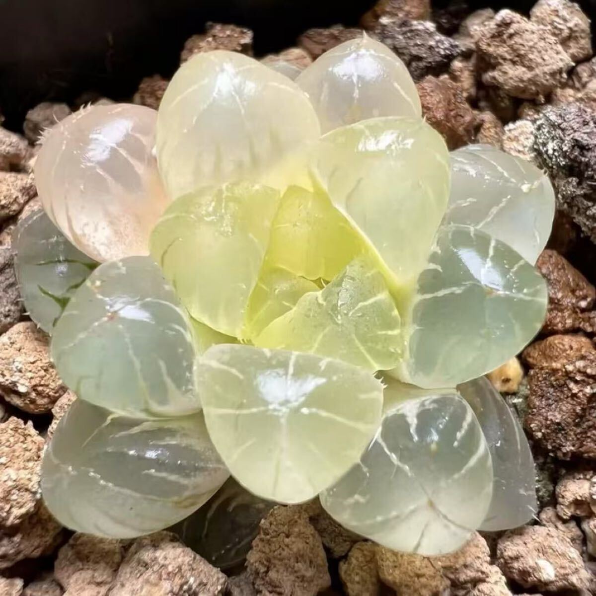 多肉植物 ハオルチア 白玉姫オブツーサ錦 透明窓 糊斑 自家繁殖 多肉植物 ハオルチア 白玉姫オブツーサ錦 透明窓 糊斑 自家繁殖
