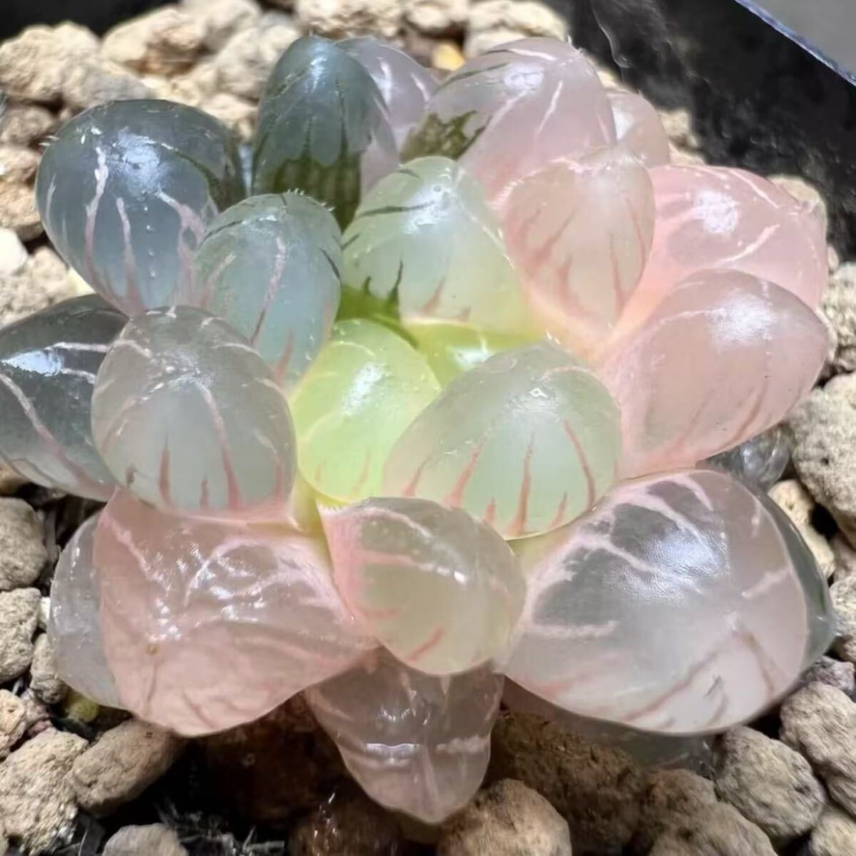 ハオルチア 多肉植物 奈良姫オブツーサ錦 桜変色 鮮明錦 糊斑 ハオルチア 多肉植物 奈良姫オブツーサ錦 桜変色 鮮明錦 糊斑