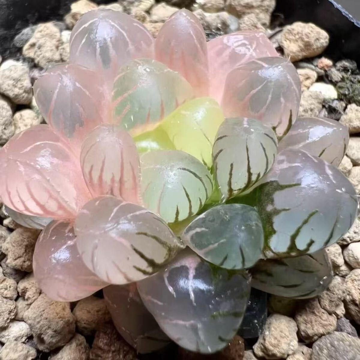 ハオルチア 多肉植物 奈良姫オブツーサ錦 桜変色 鮮明錦 糊斑 ハオルチア 多肉植物 奈良姫オブツーサ錦 桜変色 鮮明錦 糊斑