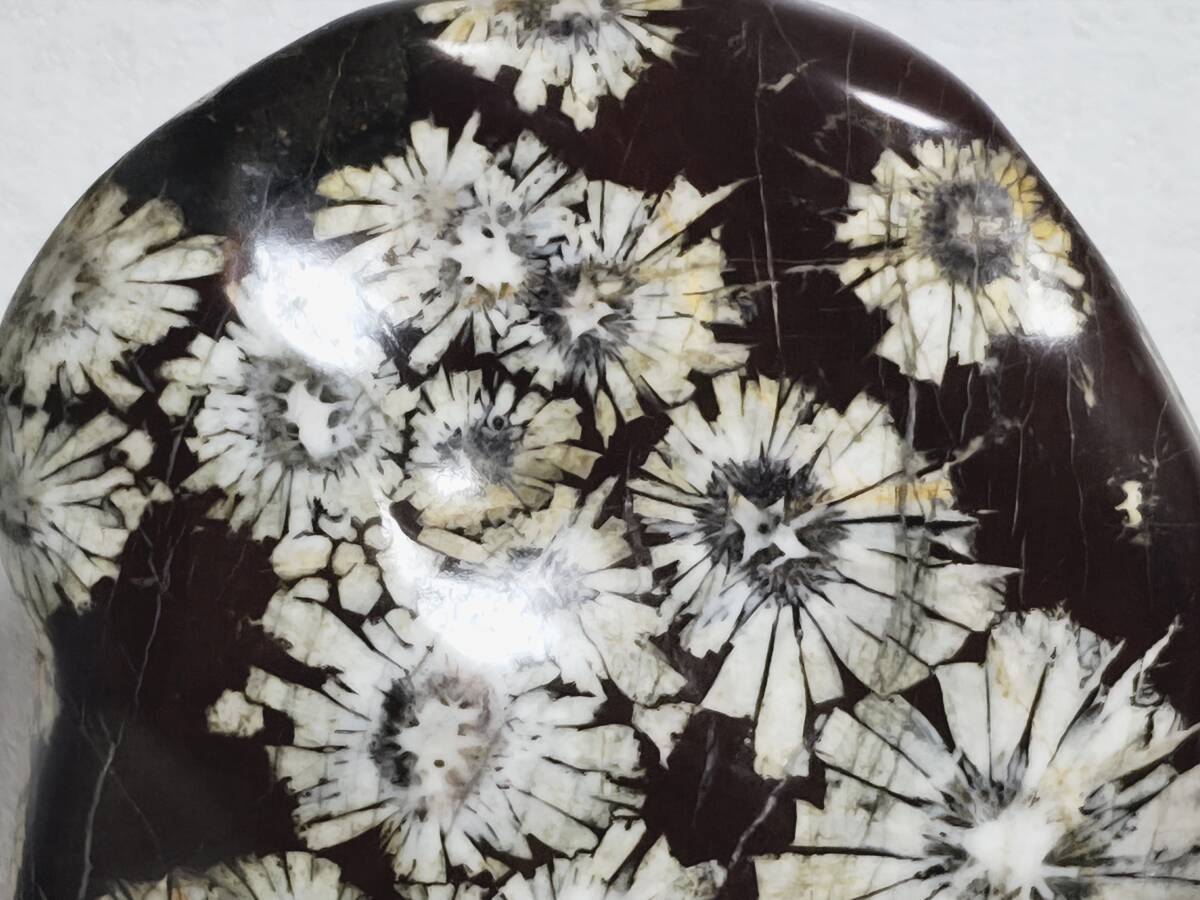 白菊】◇2.8kg◇ 菊花石 菊紋石 小菊石 花紋石 原石 鑑賞石 自然