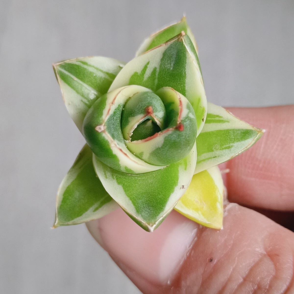 A-240 多肉植物 アガベ ピンキー 王妃笹の雪A型 白覆輪斑 精選極 A-240 多肉植物 アガベ ピンキー 王妃笹の雪A型 白覆輪斑 精選極