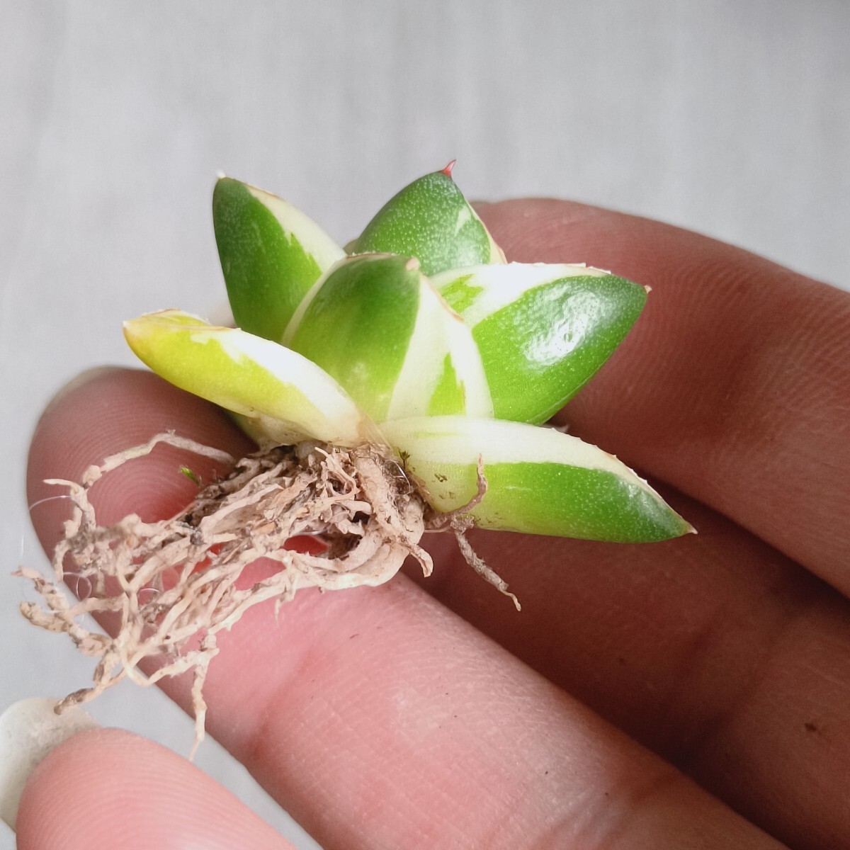 A-240 多肉植物 アガベ ピンキー 王妃笹の雪A型 白覆輪斑 精選極 A-240 多肉植物 アガベ ピンキー 王妃笹の雪A型 白覆輪斑 精選極