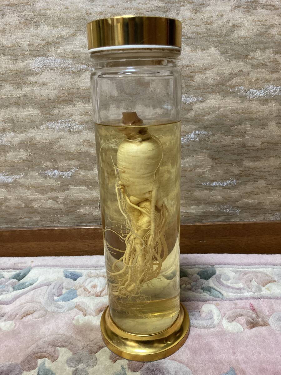 1円~スタート】高麗人参酒 朝鮮人参 健康酒 古酒 オブジェ ※長期 1円~スタート】高麗人参酒 朝鮮人参 健康酒 古酒 オブジェ ※長期