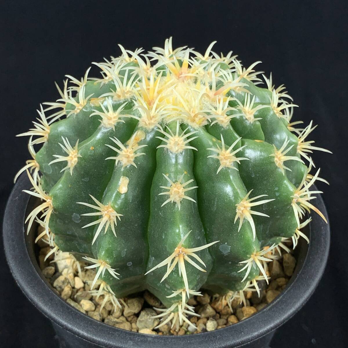 PW》サボテン エキノカクタス“短刺 金鯱”実生 多肉植物(サボテン PW》サボテン エキノカクタス“短刺 金鯱”実生 多肉植物(サボテン