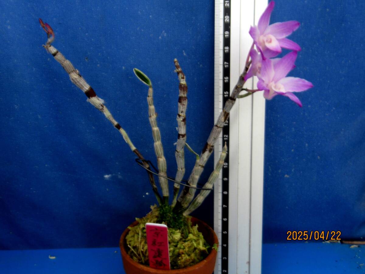 RJ;富貴蘭、長生蘭、セッコク【セッコク=京紅覆輪の今春開花 RJ;富貴蘭、長生蘭、セッコク【セッコク=京紅覆輪の今春開花