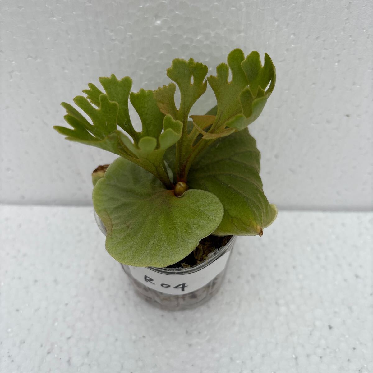 ビカクシダ P.ridleyi dwarf silver sporeling R04(ビカクシダ ビカクシダ P.ridleyi dwarf silver sporeling R04(ビカクシダ