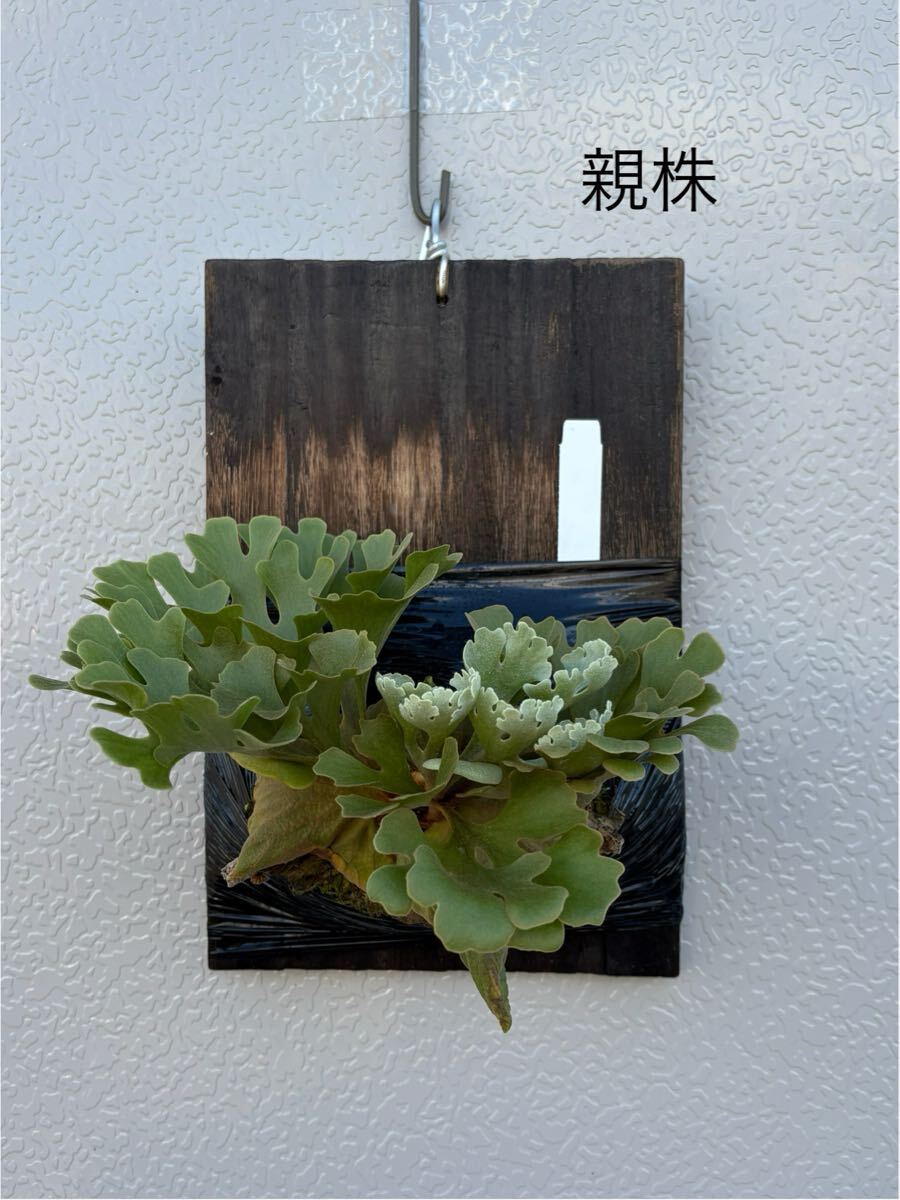 ビカクシダ P.ridleyi dwarf silver sporeling R04(ビカクシダ ビカクシダ P.ridleyi dwarf silver sporeling R04(ビカクシダ