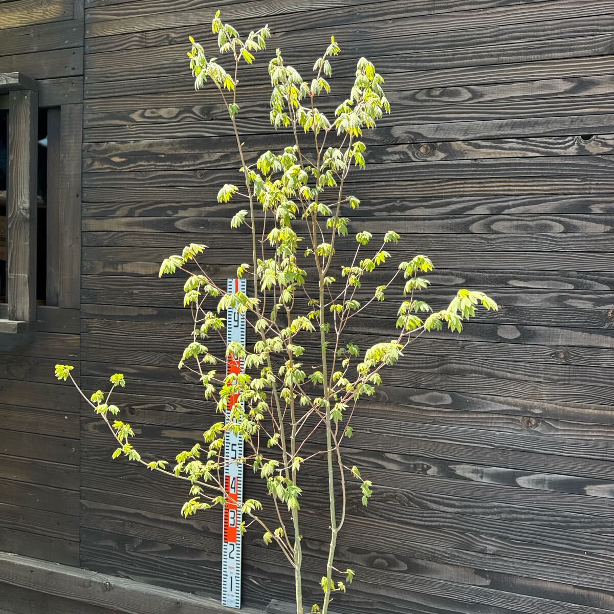 コハウチワカエデ/山採り天然木【現品発送】管理70234 楽天市場】【現品】山採り【コハウチワカエデ】小羽団扇楓 株