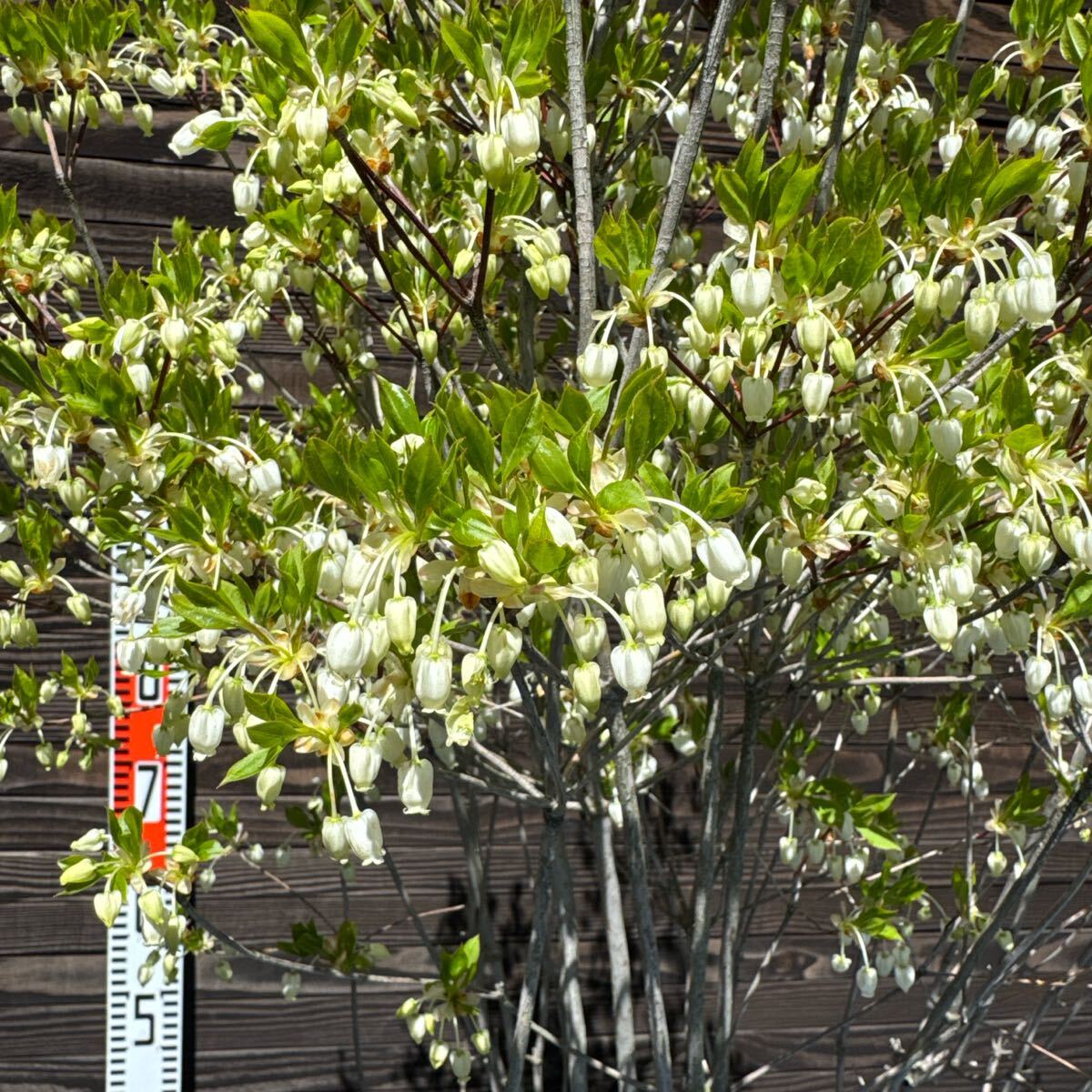 ドウダンツツジ/大株【現品発送】管理70299(植木、庭木)｜売買