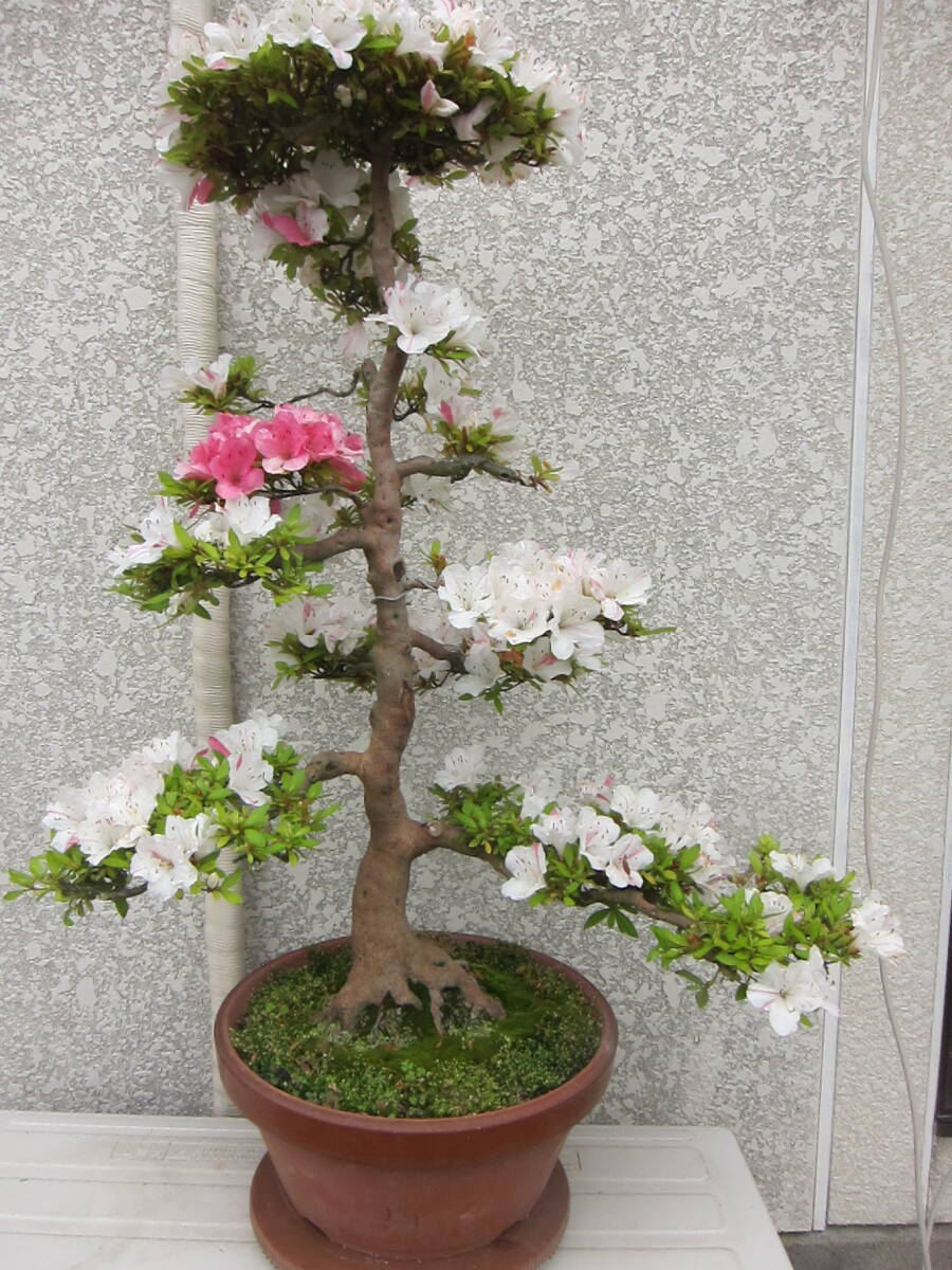 さつき盆栽 「品種不明(千代の華??)」 直幹 樹齢50年以上 : 角 さつき盆栽 「品種不明(千代の華??)」 直幹 樹齢50年以上 : 角