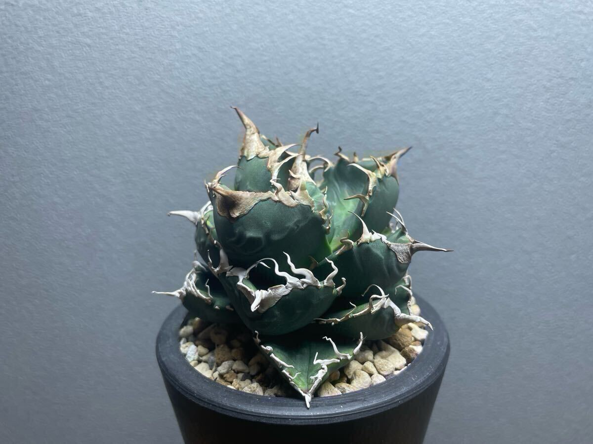 アガベ 悪魔くん 良型個体 発根済み | Heartplants