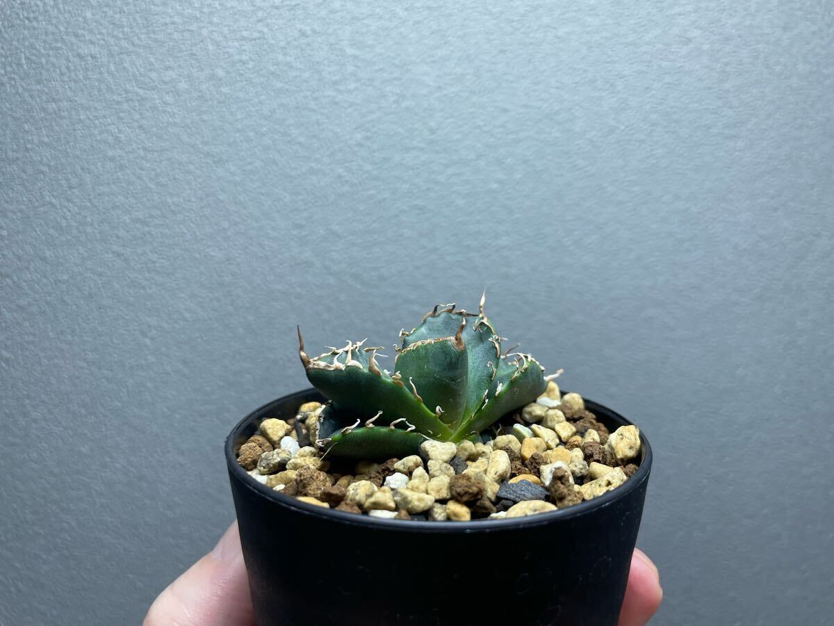 アガベ 悪魔くん 良型個体 発根済み | Heartplants