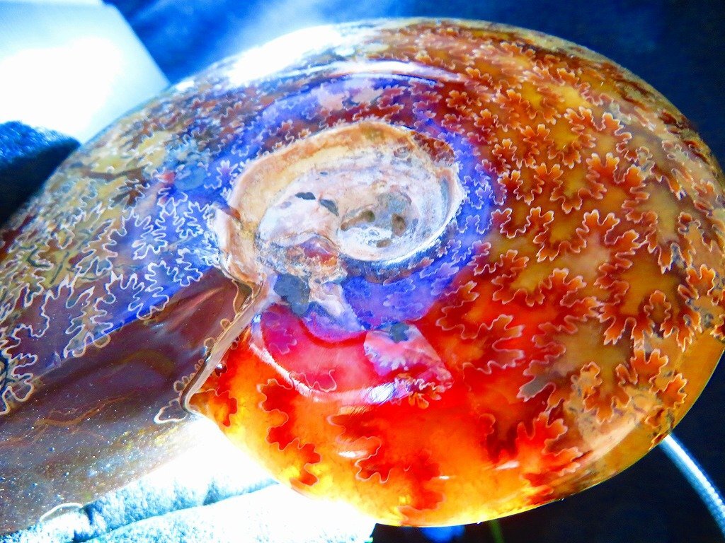 化石 ディディモセラス 西淡町阿那賀 75mm 化石 ディディモ