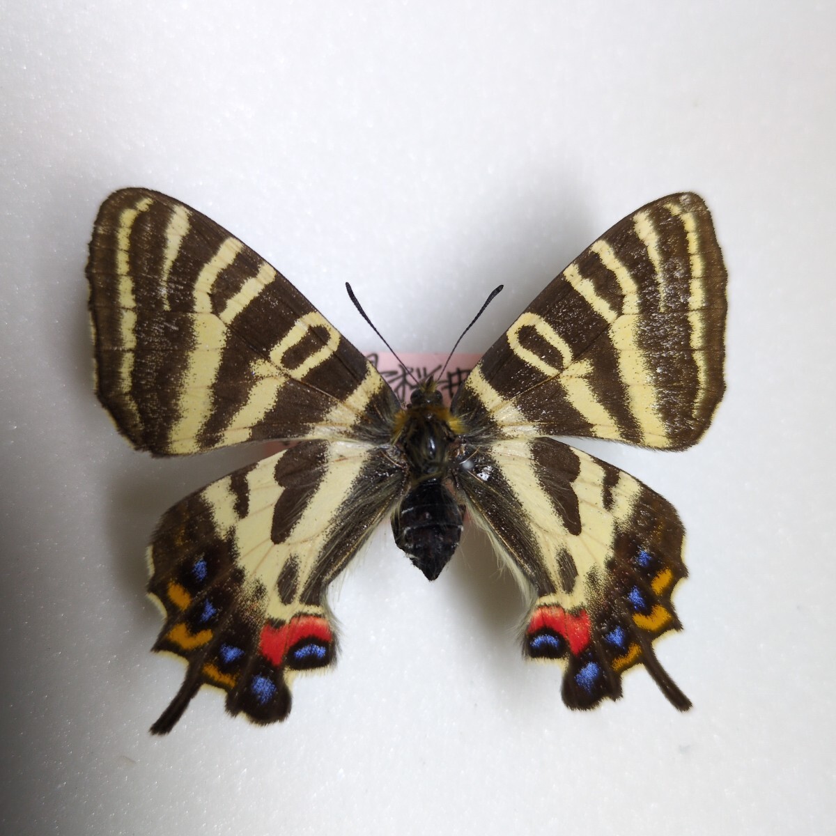 国産蝶標本 ギフチョウ 奈良県桜井市小夫 ♀ 1988年採集品(虫類 国産蝶標本 ギフチョウ 奈良県桜井市小夫 ♀ 1988年採集品(虫類
