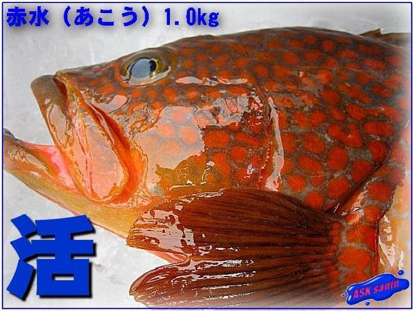山陰境港産、幻の魚「アコウ（赤水）1kg」 ASK福袋訳業務用焼肉