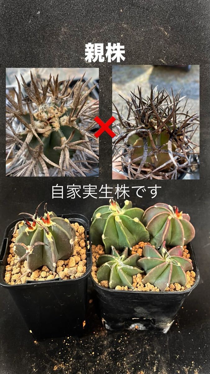 黒刺水牛×黄刺水牛 大鳳玉(一枚目、親株写真付き)実生5本 自家 黒刺水牛×黄刺水牛 大鳳玉(一枚目、親株写真付き)実生5本 自家