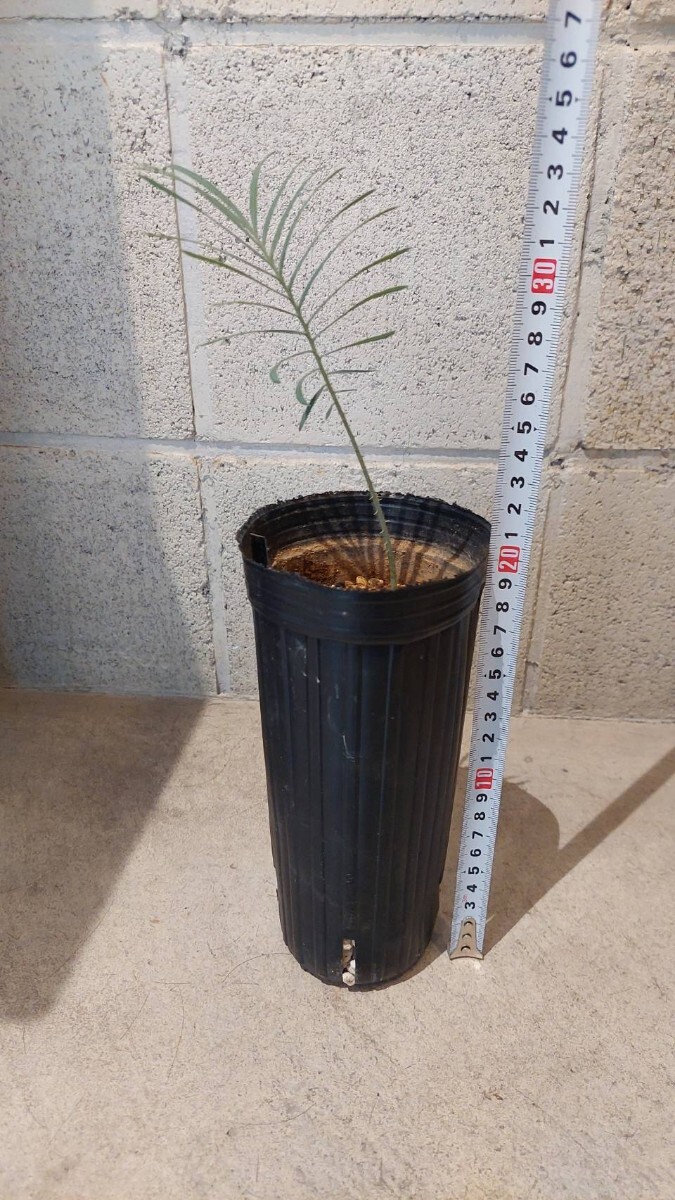 ◇サイカス カイルンシアナ 実生苗!!◇cycas cairnsiana ◇サイカス カイルンシアナ 実生苗!!◇cycas cairnsiana