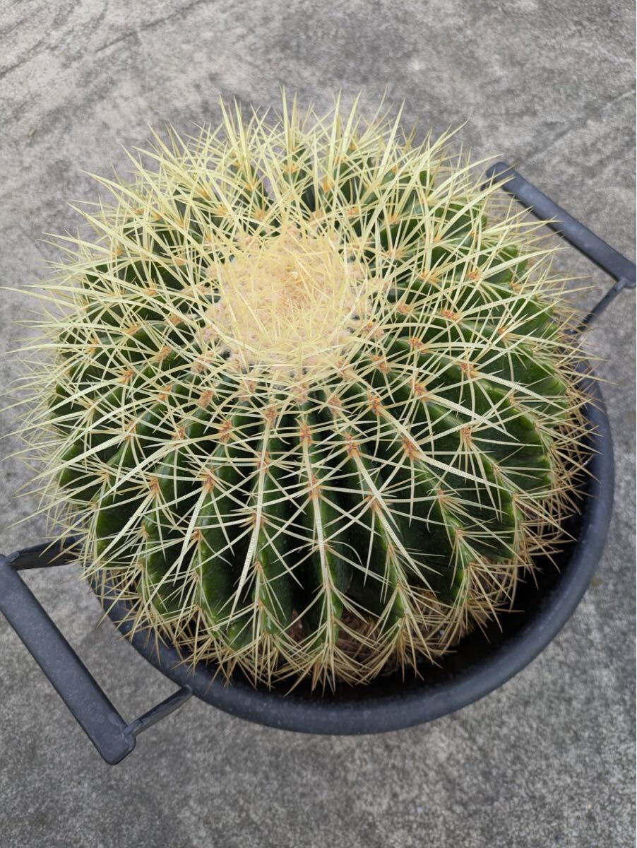 item_image_2
