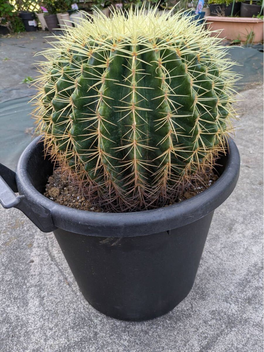 item_image_3