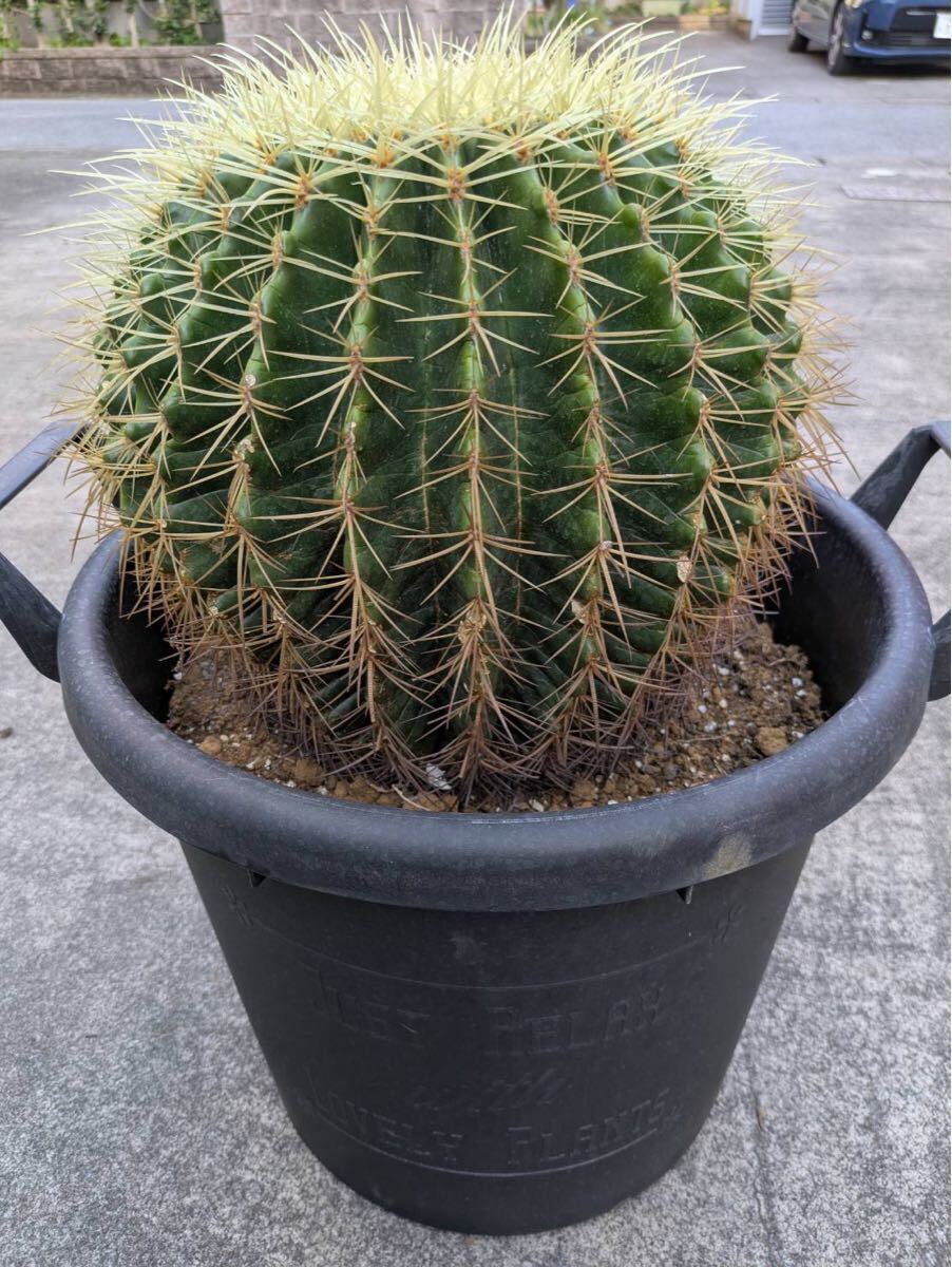 item_image_4