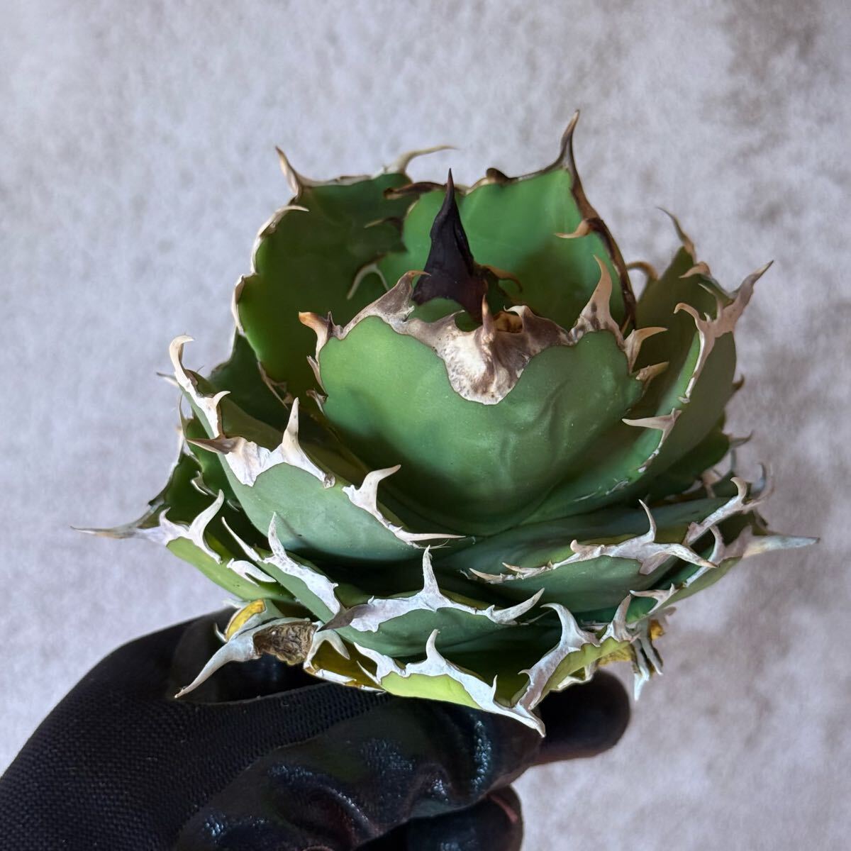 25 Agave titanota Angry heart アガベ チタノタ アングリー