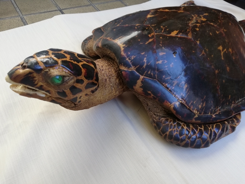 ウミガメ(タイマイ) 亀 剥製 壁掛け 置物 インテリア ウミガメ(タイマイ) 亀 剥製 壁掛け 置物 インテリア