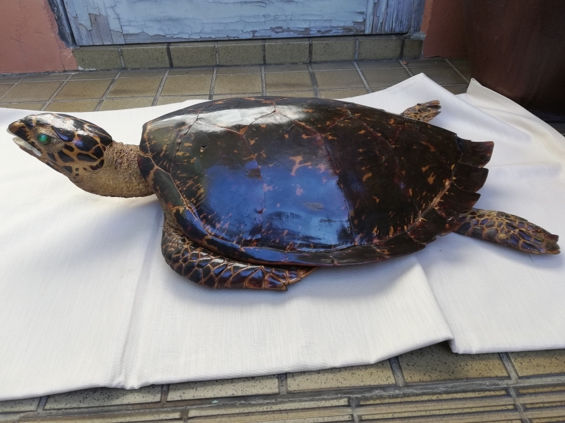 ウミガメ(タイマイ) 亀 剥製 壁掛け 置物 インテリア ウミガメ(タイマイ) 亀 剥製 壁掛け 置物 インテリア