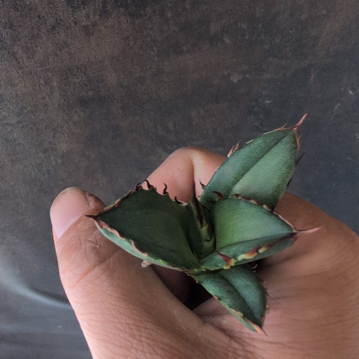 AGAVE TITANOTA RED VENOM】レッドヴェノム アガベ チタノタ AGAVE TITANOTA RED VENOM】レッドヴェノム アガベ チタノタ