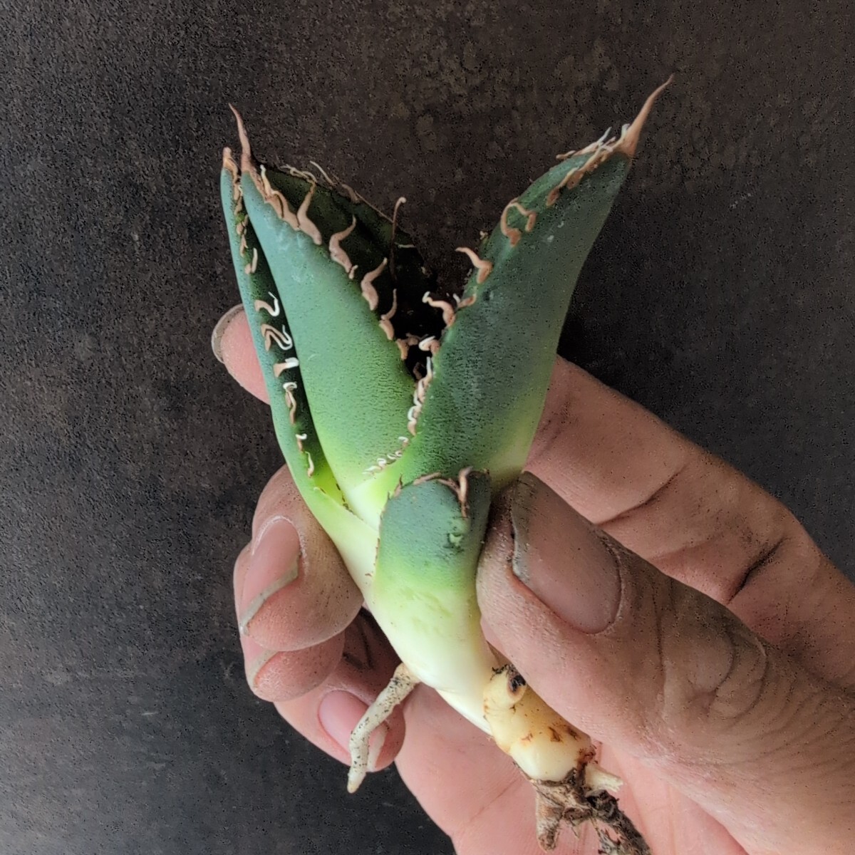 AGAVE TITANOTA 悪魔】特選株 OC株 OSP BAKEMONO シチリア AGAVE TITANOTA 悪魔】特選株 OC株 OSP BAKEMONO シチリア