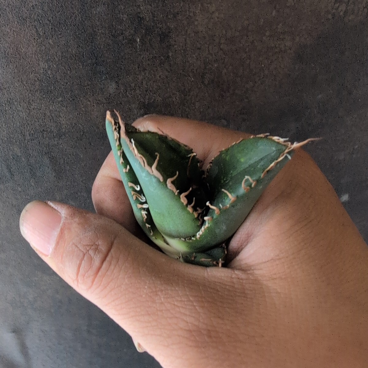 AGAVE TITANOTA 悪魔】特選株 OC株 OSP BAKEMONO シチリア AGAVE TITANOTA 悪魔】特選株 OC株 OSP BAKEMONO シチリア