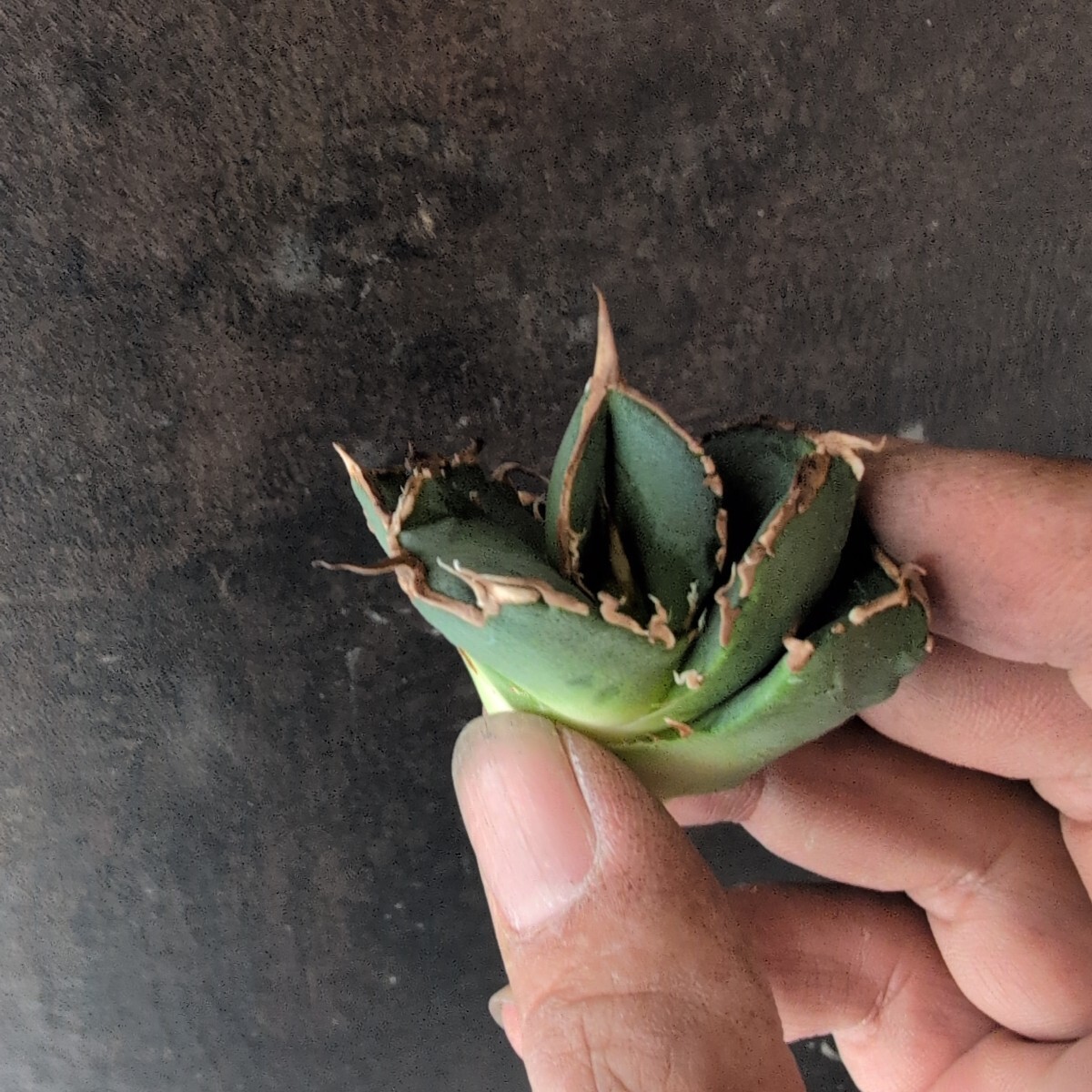 AGAVE TITANOTA LIZE血統 清桜】清櫻 アガベ チタノタ 子株 AGAVE TITANOTA LIZE血統 清桜】清櫻 アガベ チタノタ 子株