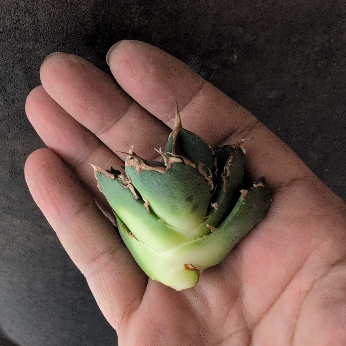 AGAVE TITANOTA LIZE血統 清桜】清櫻 アガベ チタノタ 子株 AGAVE TITANOTA LIZE血統 清桜】清櫻 アガベ チタノタ 子株