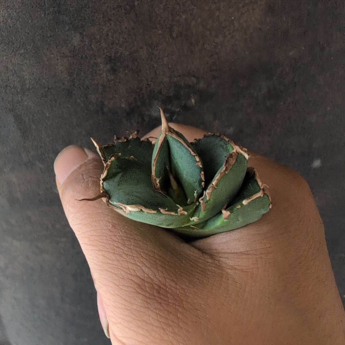 AGAVE TITANOTA LIZE血統 清桜】清櫻 アガベ チタノタ 子株 AGAVE TITANOTA LIZE血統 清桜】清櫻 アガベ チタノタ 子株