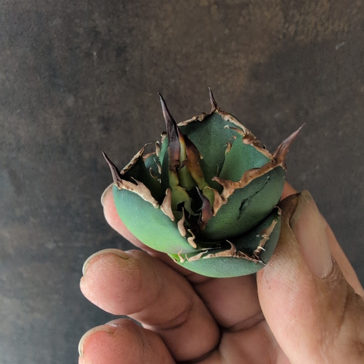 AGAVE TITANOTA SIERRA MIXTECA】アガベ チタノタ シエラミクス AGAVE TITANOTA SIERRA MIXTECA】アガベ チタノタ シエラミクス