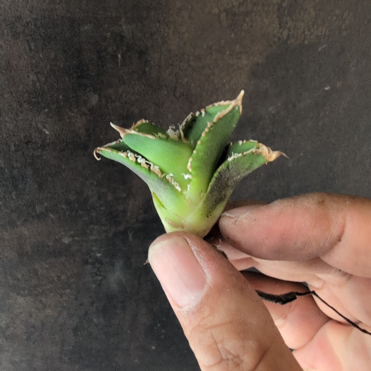 AGAVE TITANOTA sierra mixteca white thorn selection】アガベ AGAVE TITANOTA sierra mixteca white thorn selection】アガベ