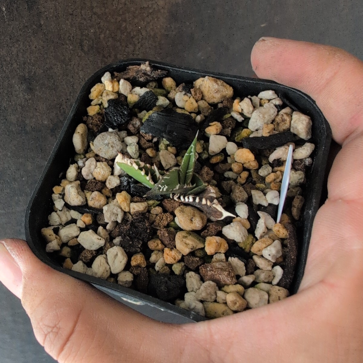 AGAVE TITANOTA US DWARF special株】超コンパクト 強刺 アガベ AGAVE TITANOTA US DWARF special株】超コンパクト 強刺 アガベ