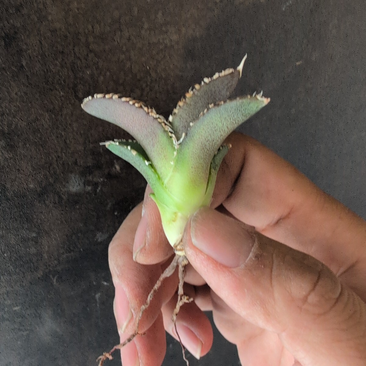 AGAVE TITANOTA LIZE産 大白鯊】アガベ チタノタ 子株(アガベ AGAVE TITANOTA LIZE産 大白鯊】アガベ チタノタ 子株(アガベ