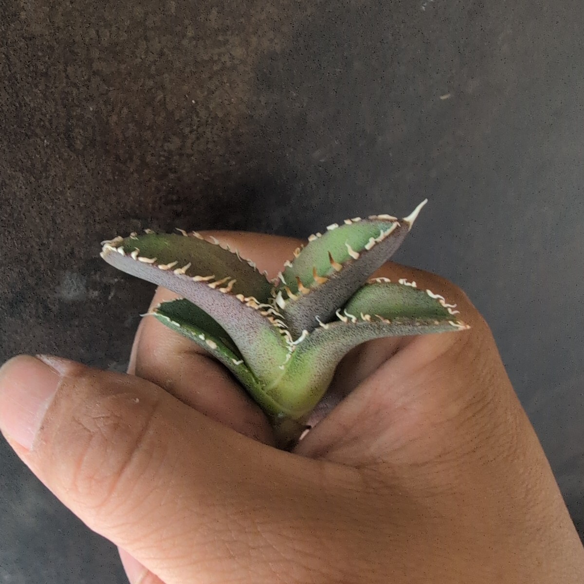 AGAVE TITANOTA LIZE産 大白鯊】アガベ チタノタ 子株(アガベ AGAVE TITANOTA LIZE産 大白鯊】アガベ チタノタ 子株(アガベ