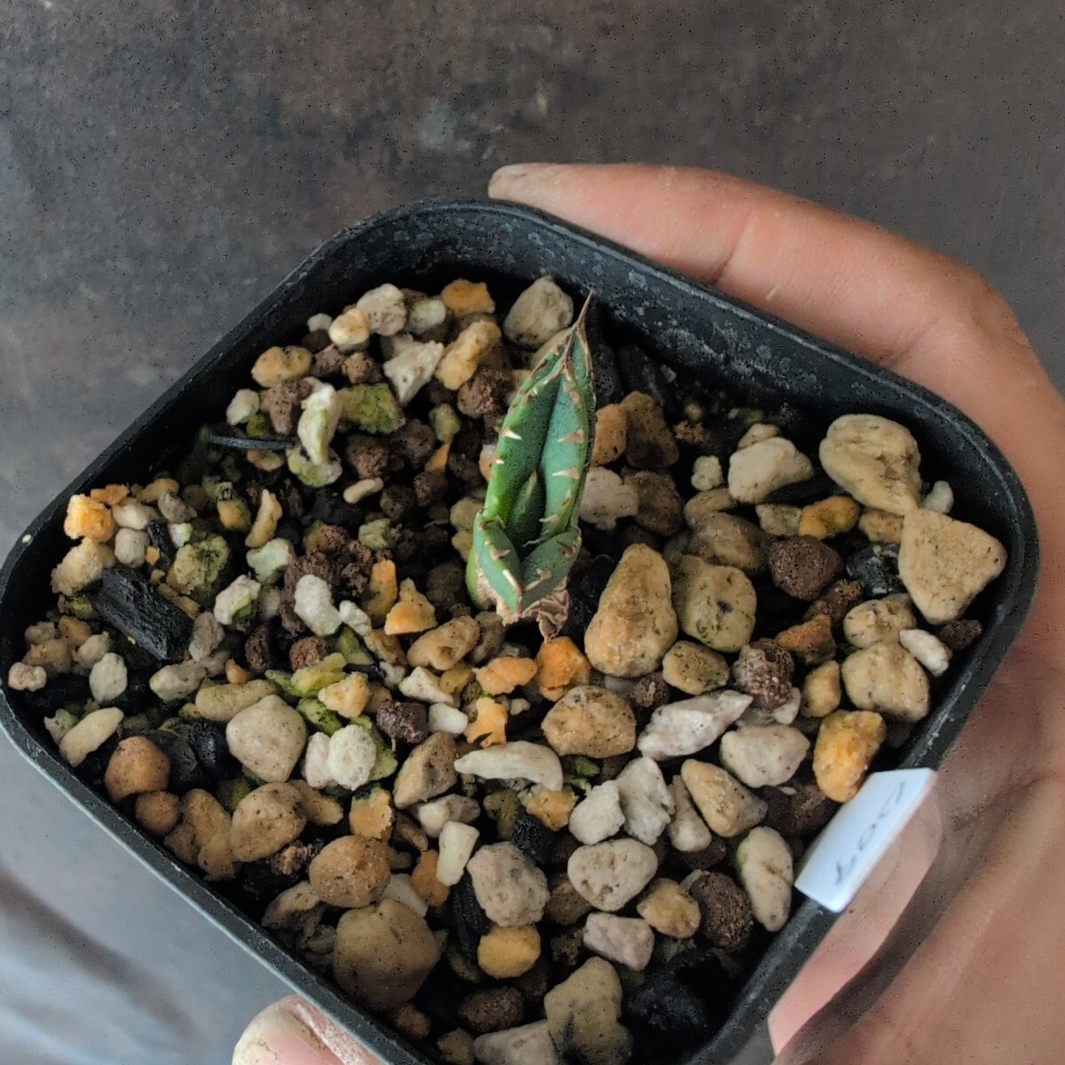 AGAVE TITANOTA surf009】ブツブツ アガベ チタノタ 子株 oteroi AGAVE TITANOTA surf009】ブツブツ アガベ チタノタ 子株 oteroi