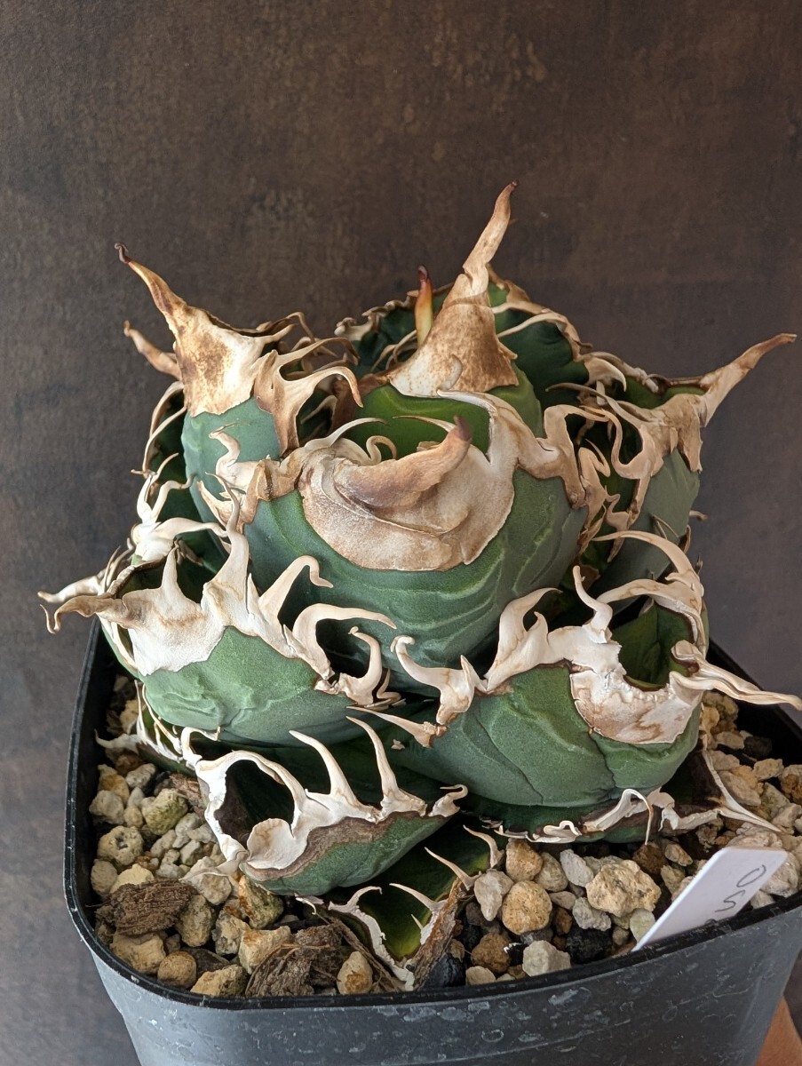 AGAVE TITANOTA 悪魔】特選株 OC株 OSP BAKEMONO シチリア AGAVE TITANOTA 悪魔】特選株 OC株 OSP BAKEMONO シチリア