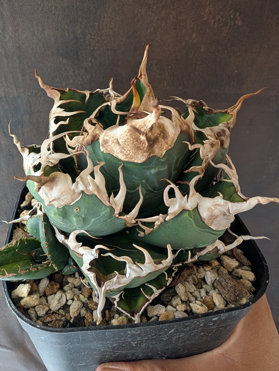 AGAVE TITANOTA 悪魔】特選株 OC株 OSP BAKEMONO シチリア AGAVE TITANOTA 悪魔】特選株 OC株 OSP BAKEMONO シチリア
