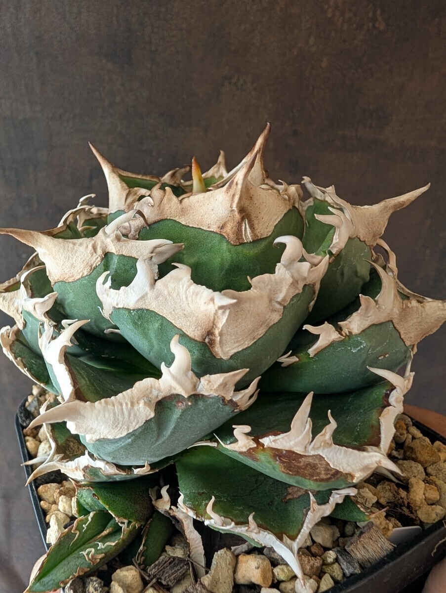 AGAVE TITANOTA LIZE血統 清桜】清櫻 アガベ チタノタ 子株 AGAVE TITANOTA LIZE血統 清桜】清櫻 アガベ チタノタ 子株