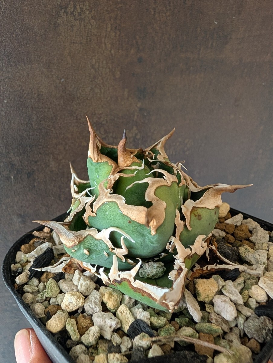 AGAVE TITANOTA sierra mixteca white thorn selection】アガベ AGAVE TITANOTA sierra mixteca white thorn selection】アガベ