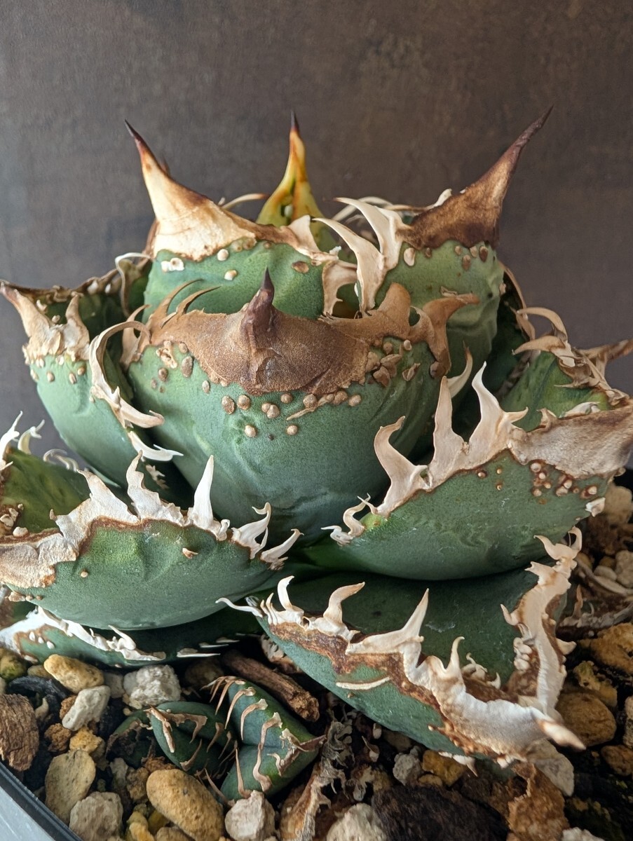 AGAVE TITANOTA LIZE産 冰雹】ヒョウ 本物認定 アガベ チタノタ AGAVE TITANOTA LIZE産 冰雹】ヒョウ 本物認定 アガベ チタノタ