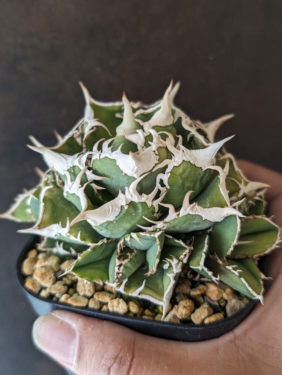 AGAVE TITANOTA LIZE産 大白鯊】アガベ チタノタ 子株(アガベ AGAVE TITANOTA LIZE産 大白鯊】アガベ チタノタ 子株(アガベ