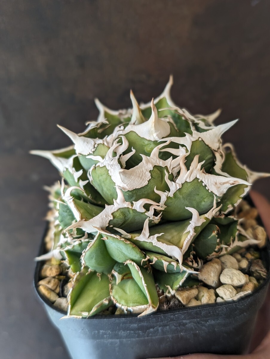AGAVE TITANOTA LIZE産 大白鯊】アガベ チタノタ 子株(アガベ AGAVE TITANOTA LIZE産 大白鯊】アガベ チタノタ 子株(アガベ