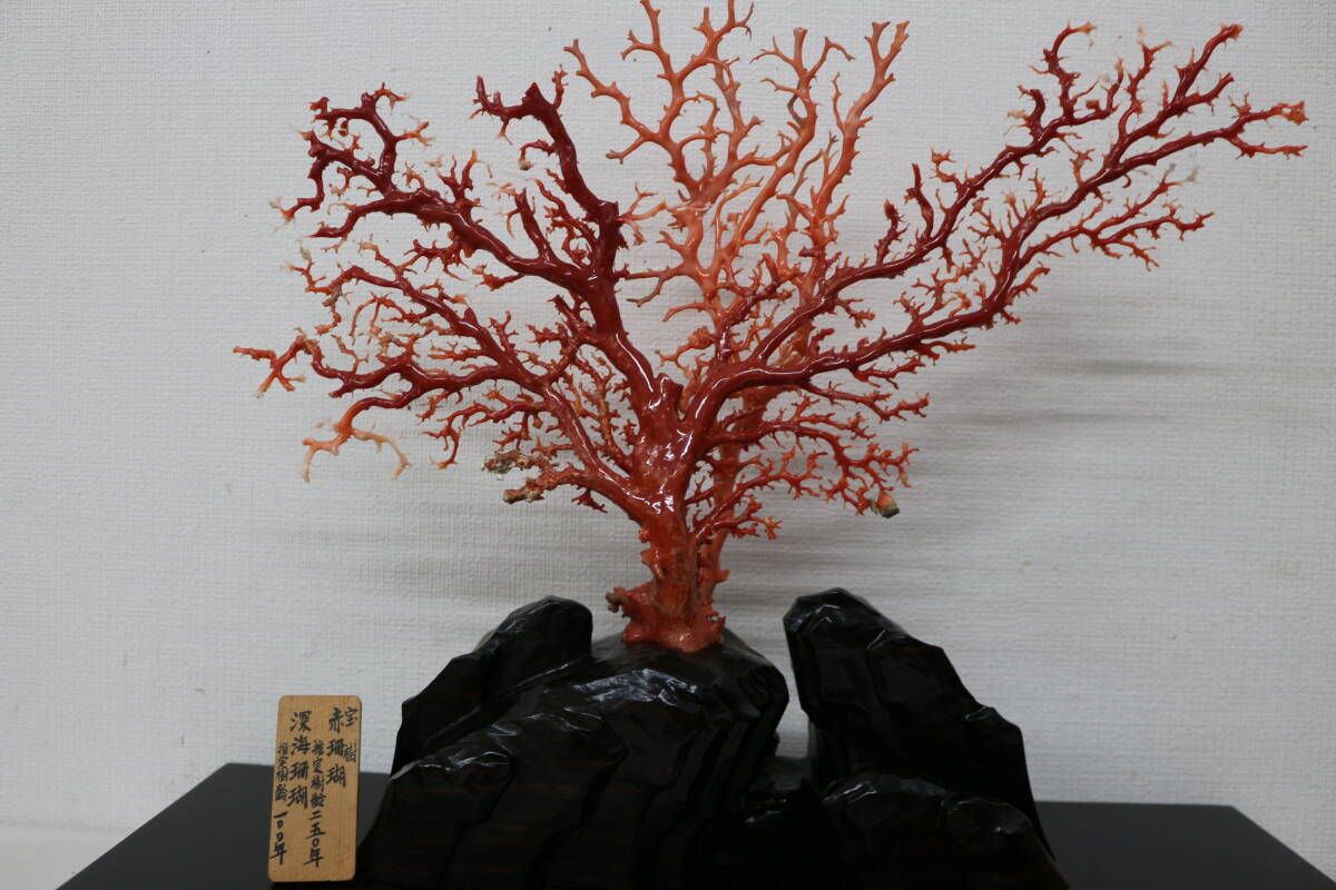 希少 赤珊瑚 推定樹齢250年 深海珊瑚100年 サンゴ 置物 原木 希少 赤珊瑚 推定樹齢250年 深海珊瑚100年 サンゴ 置物 原木